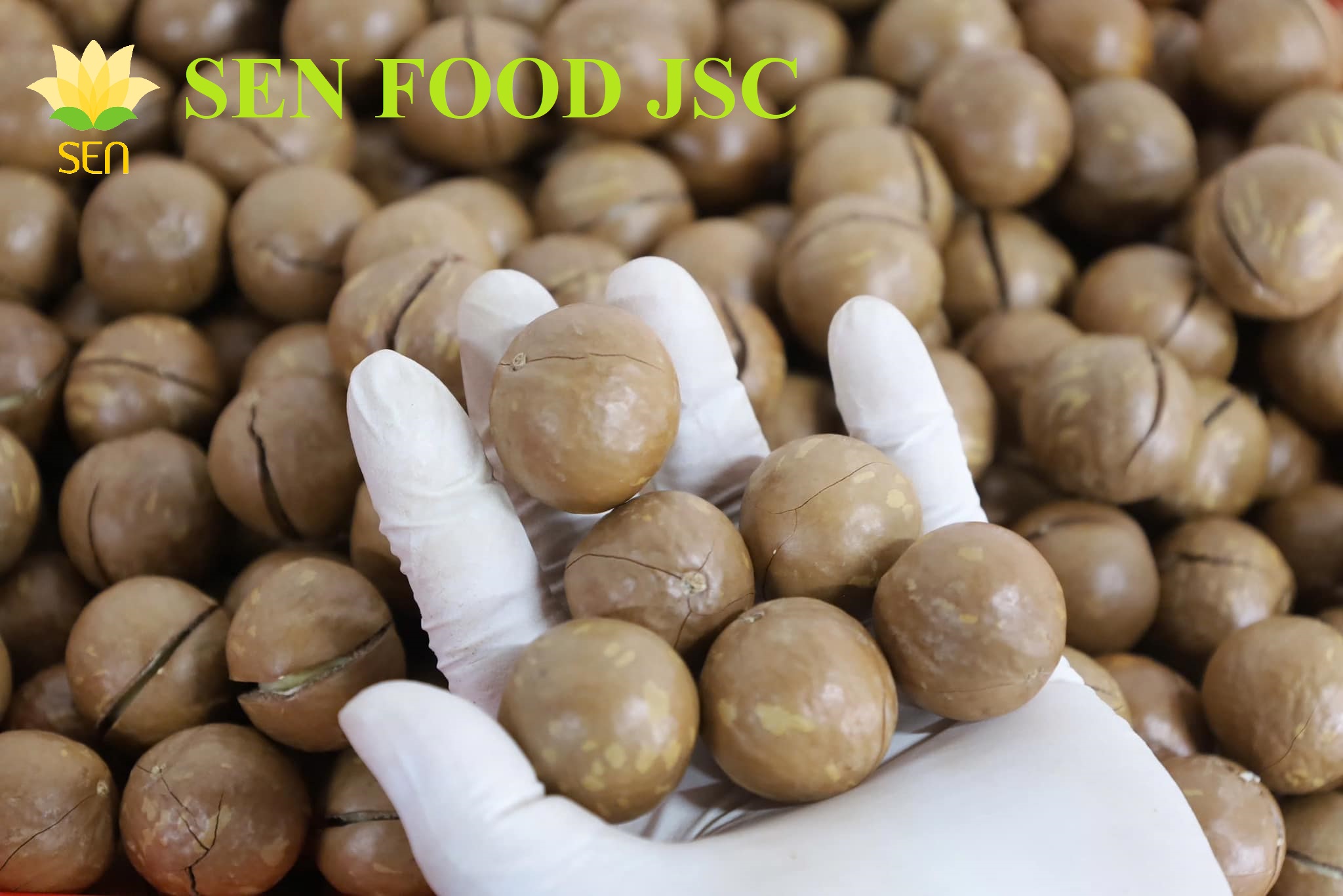 Macadamia nut in shell 